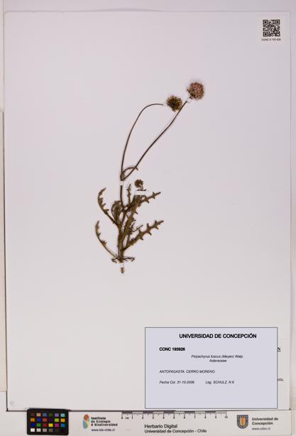 Polyachyrus fuscus [Espécimen: UDEC:CONC:0193926]