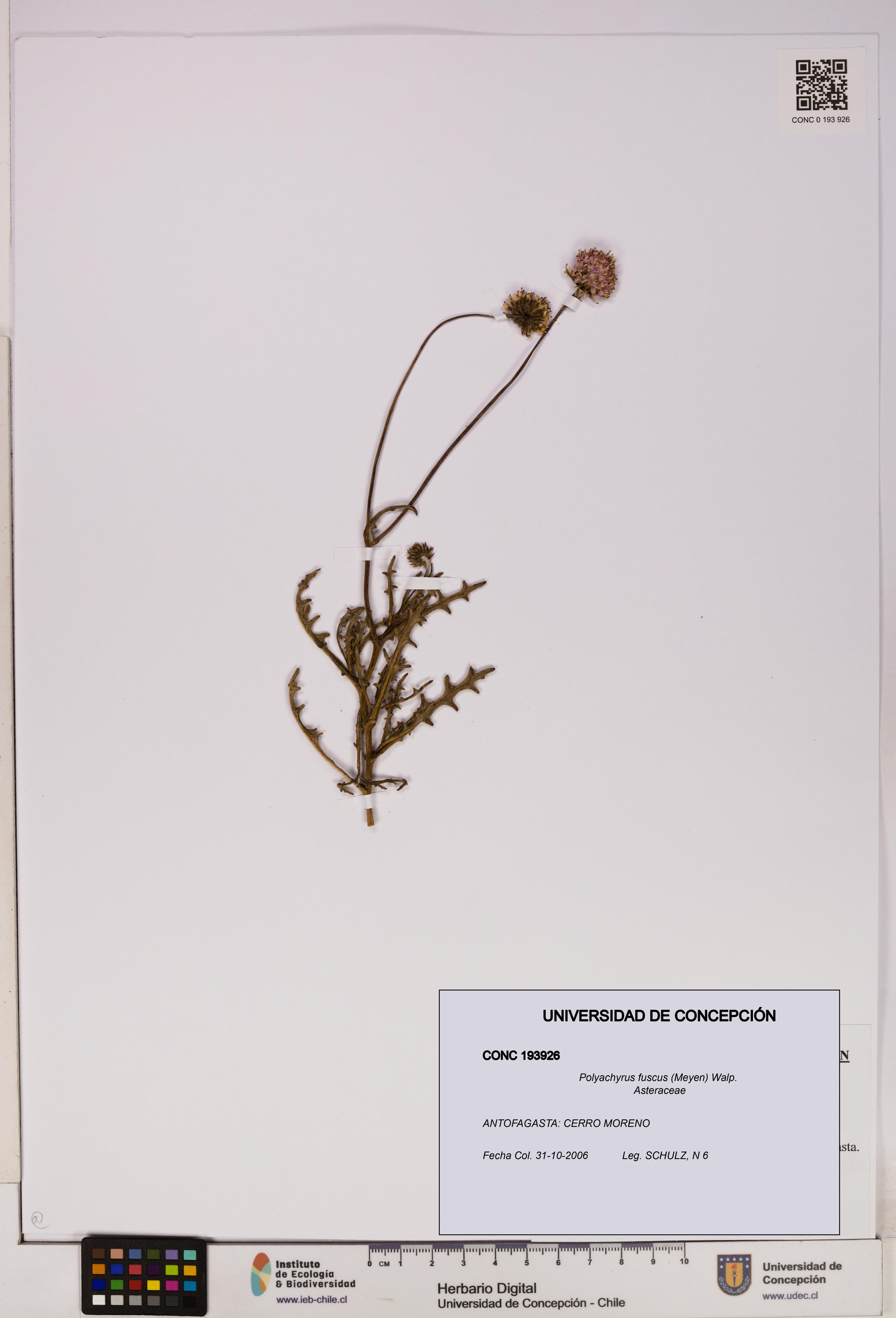 Polyachyrus fuscus [Espécimen: UDEC:CONC:0193926]