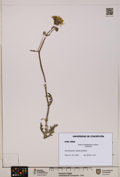 Senecio antofagastanus [Espécimen: UDEC:CONC:0193930]