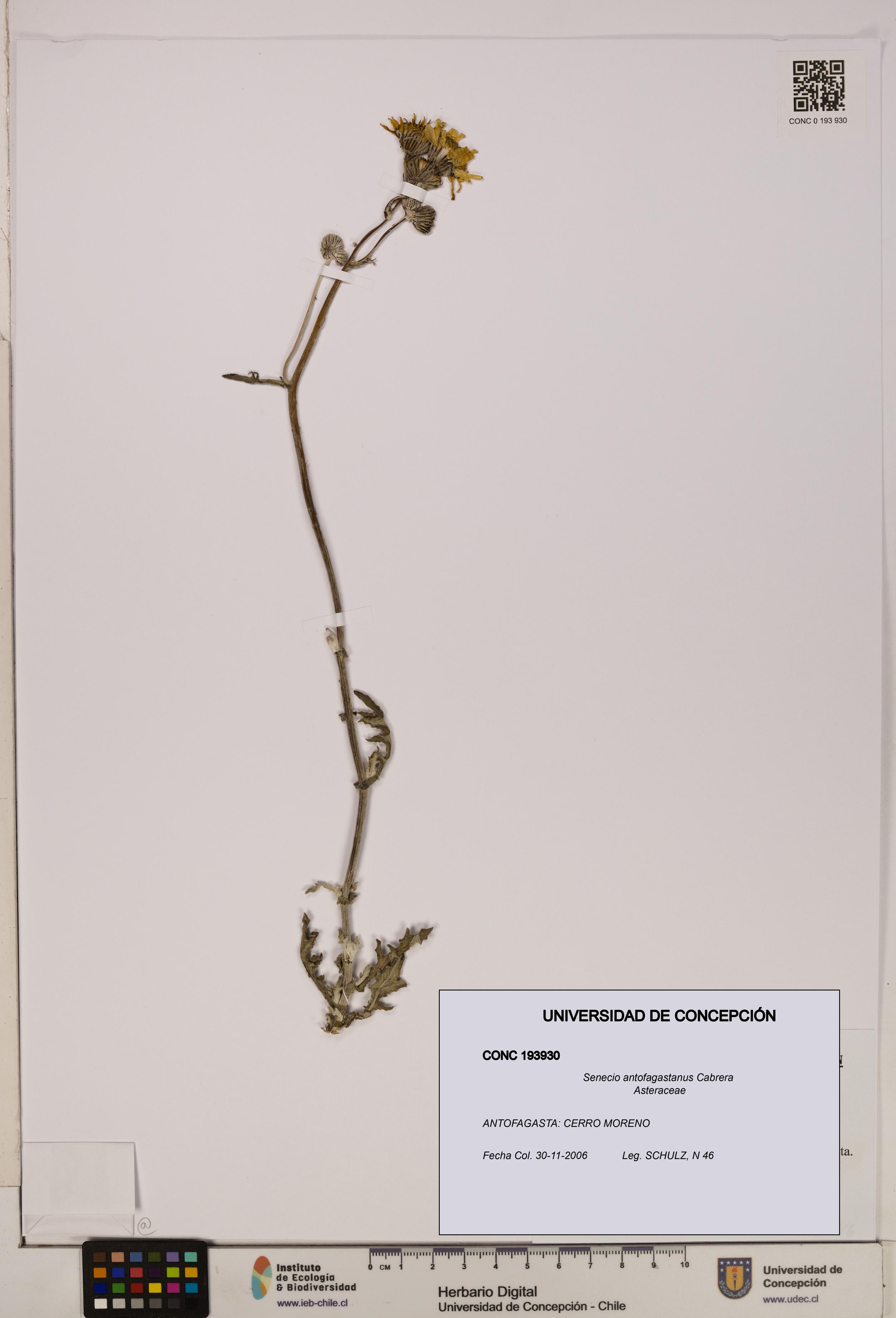 Senecio antofagastanus [Espécimen: UDEC:CONC:0193930]