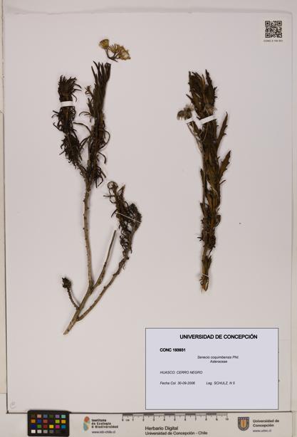 Senecio coquimbensis [Espécimen: UDEC:CONC:0193931]