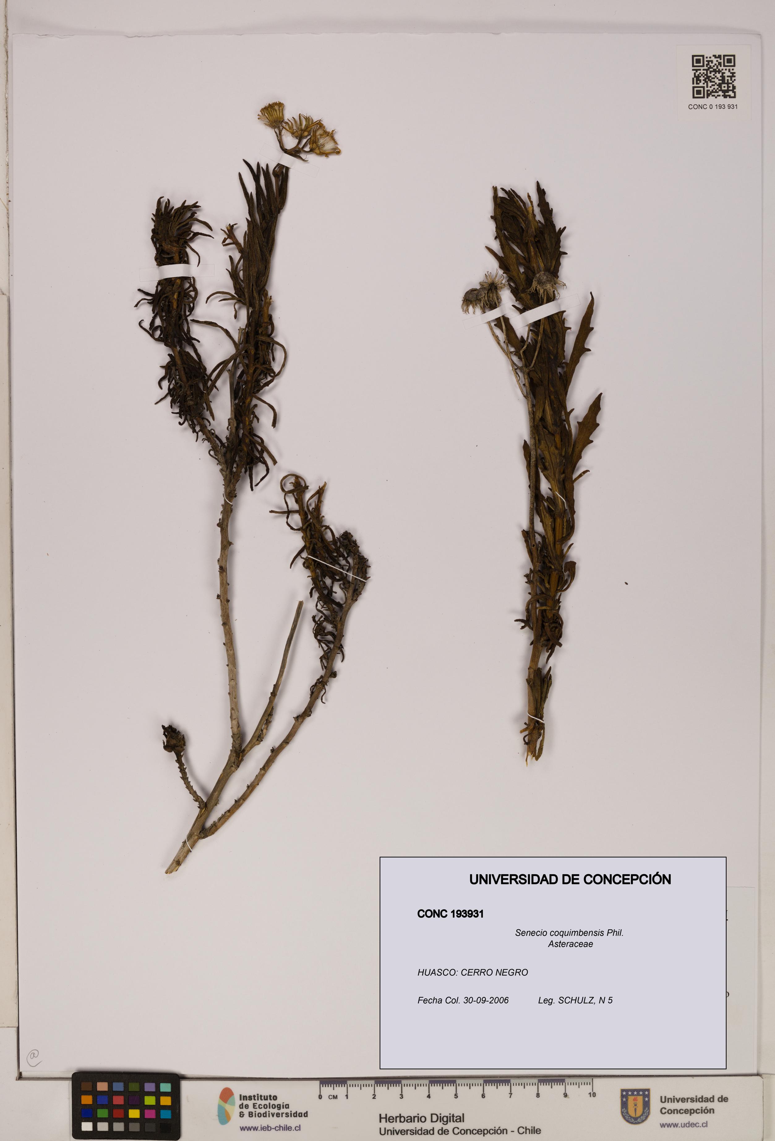 Senecio coquimbensis [Espécimen: UDEC:CONC:0193931]