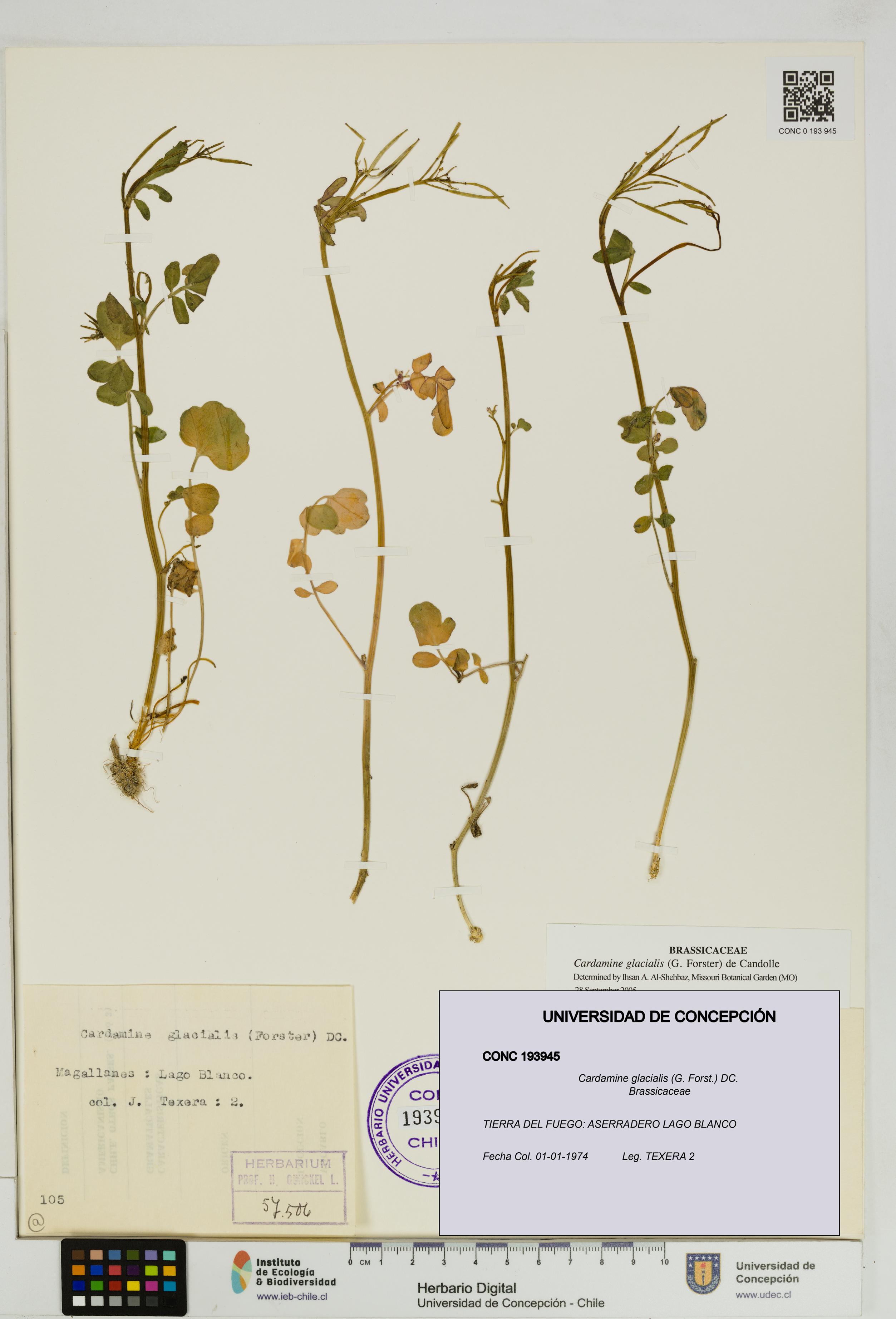 Cardamine glacialis [Espécimen: UDEC:CONC:0193945]