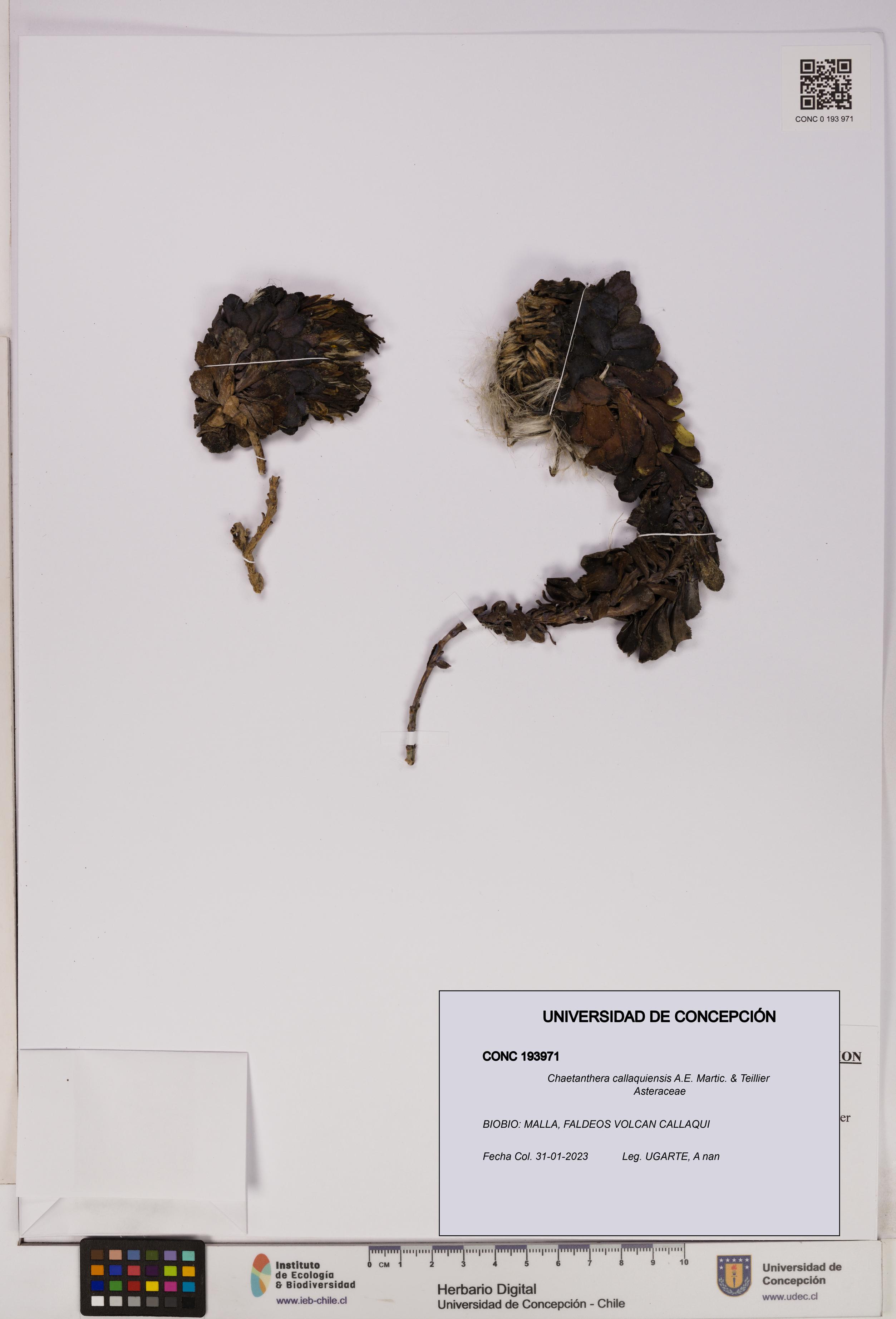 Chaetanthera callaquiensis [Espécimen: UDEC:CONC:0193971]