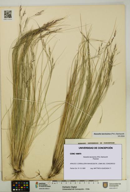 Nassella laevissima [Espécimen: UDEC:CONC:0193973]