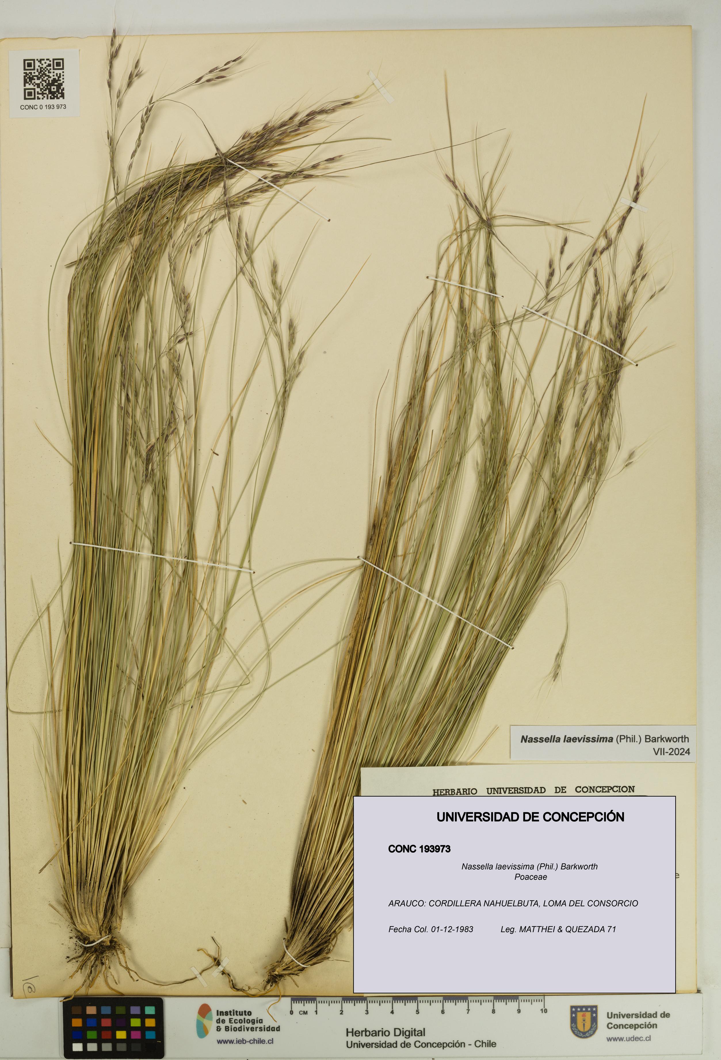 Nassella laevissima [Espécimen: UDEC:CONC:0193973]