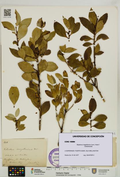Maytenus magellanica [Espécimen: UDEC:CONC:0193984]