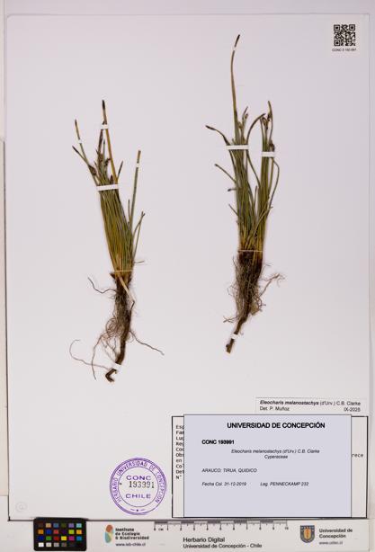 Eleocharis melanostachys [Espécimen: UDEC:CONC:0193991]