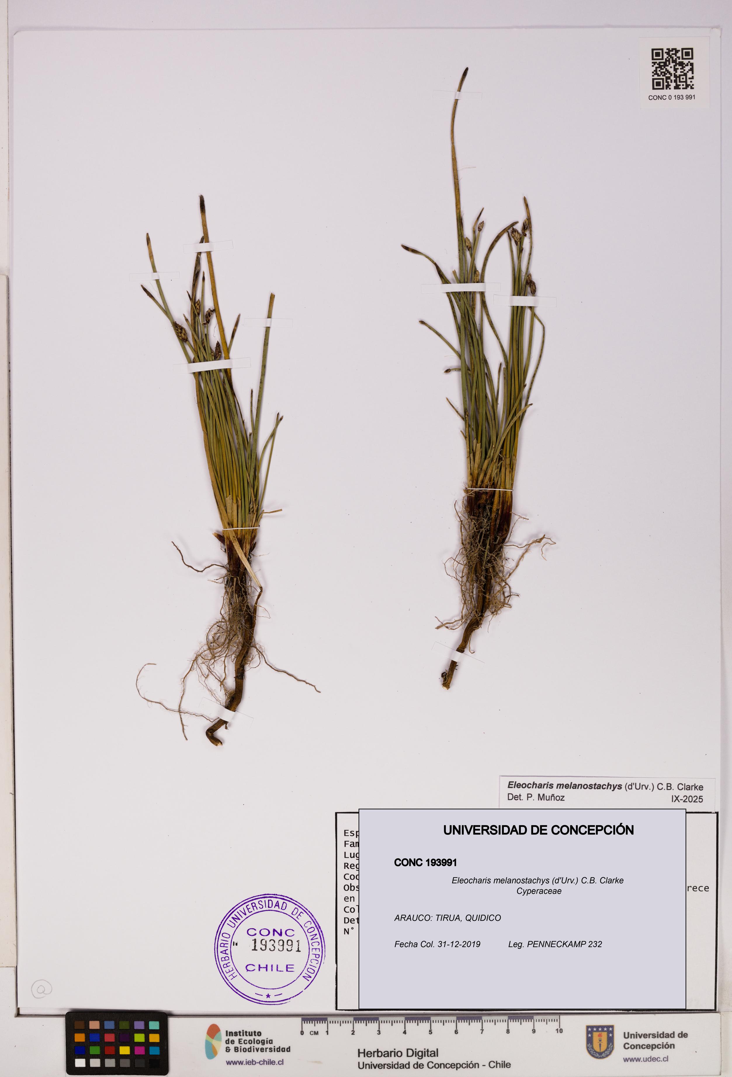 Eleocharis melanostachys [Espécimen: UDEC:CONC:0193991]