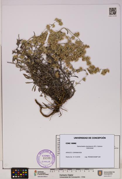 Gamochaeta chamissonis [Espécimen: UDEC:CONC:0193992]