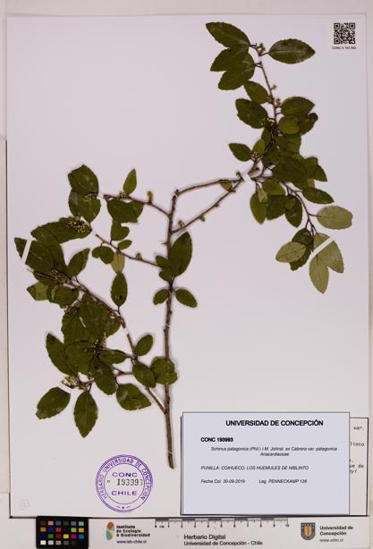 Schinus patagonica [Espécimen: UDEC:CONC:0193993]
