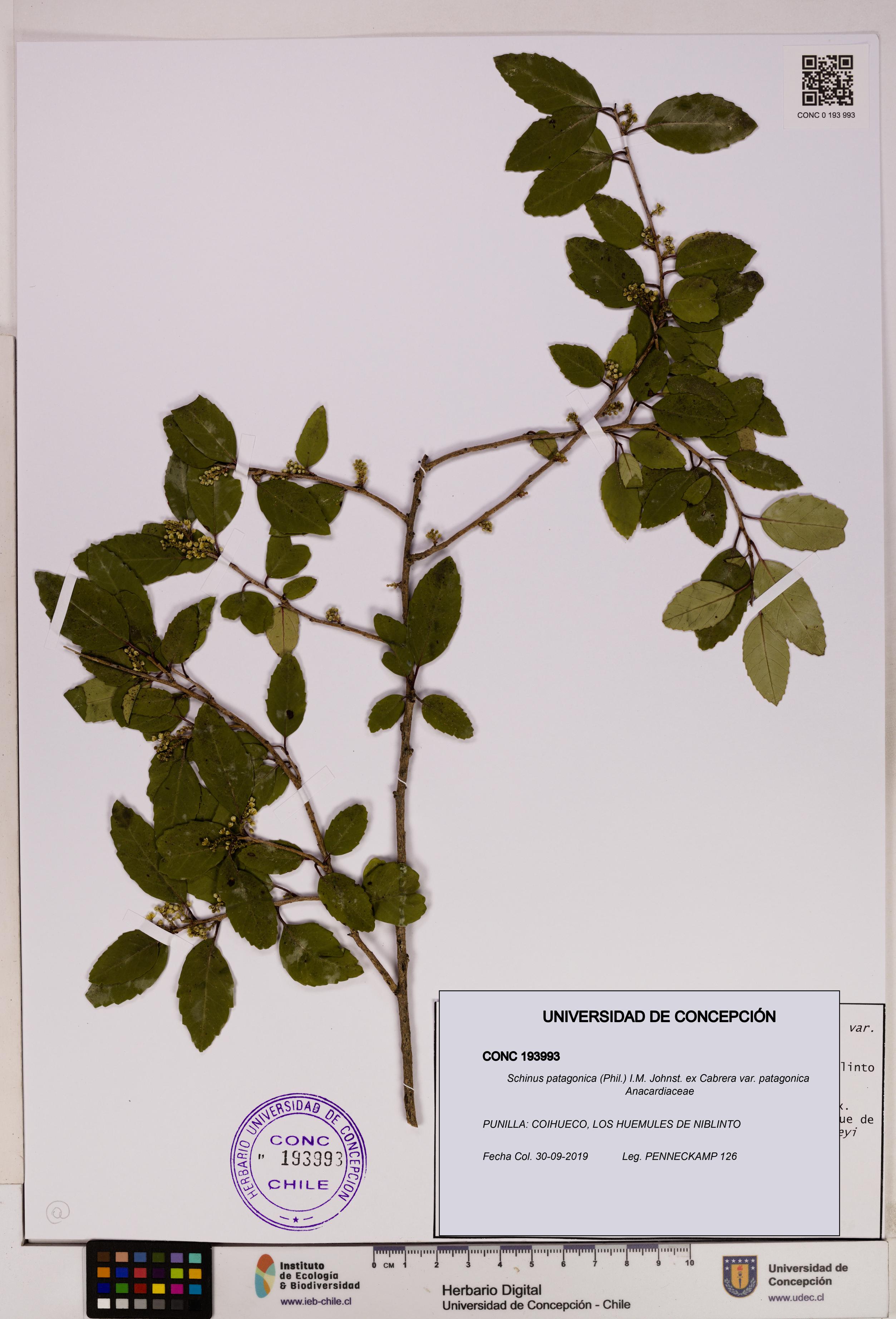 Schinus patagonica [Espécimen: UDEC:CONC:0193993]