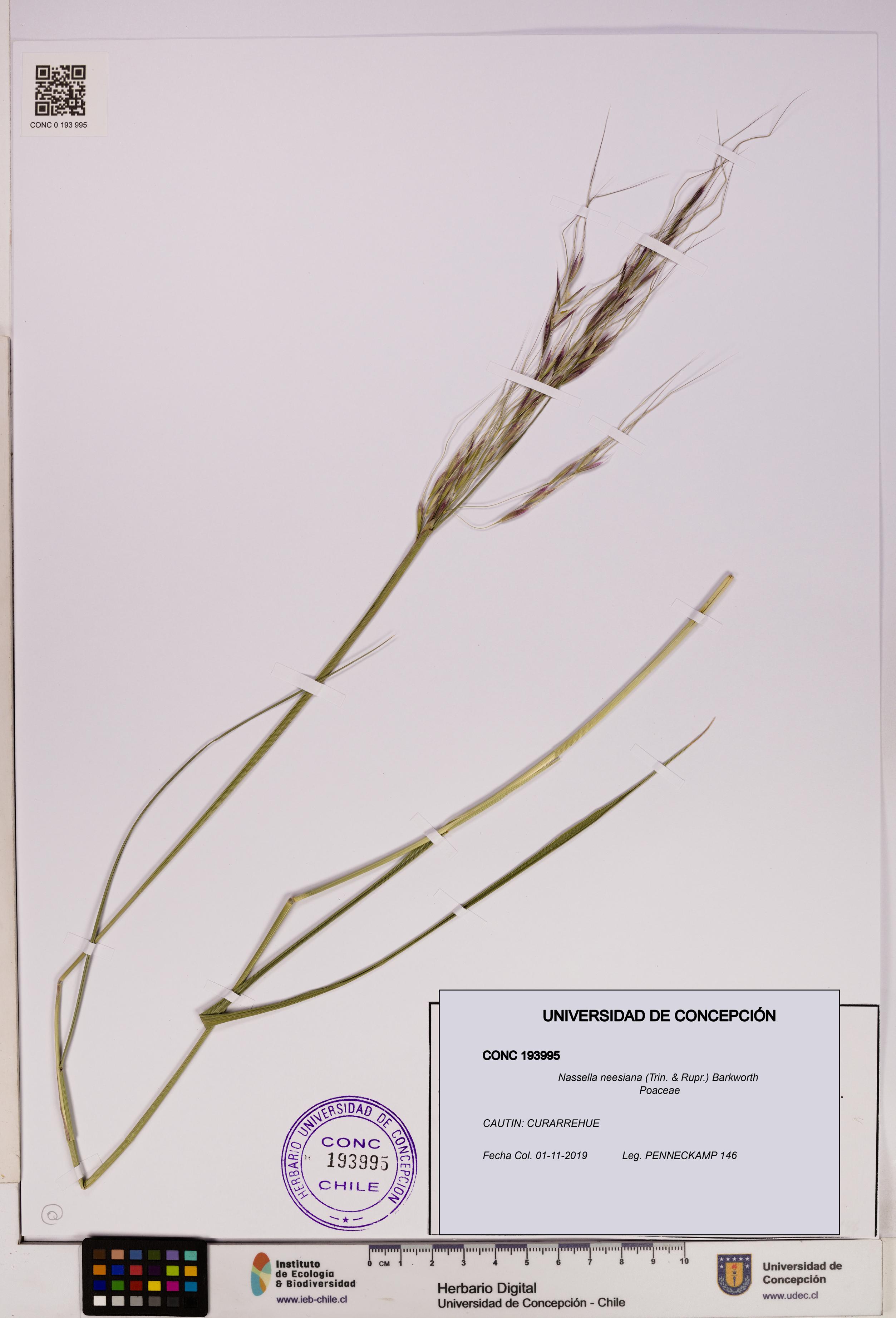 Nassella neesiana [Espécimen: UDEC:CONC:0193995]