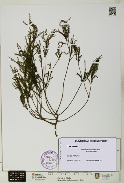 Misodendrum linearifolium [Espécimen: UDEC:CONC:0193996]