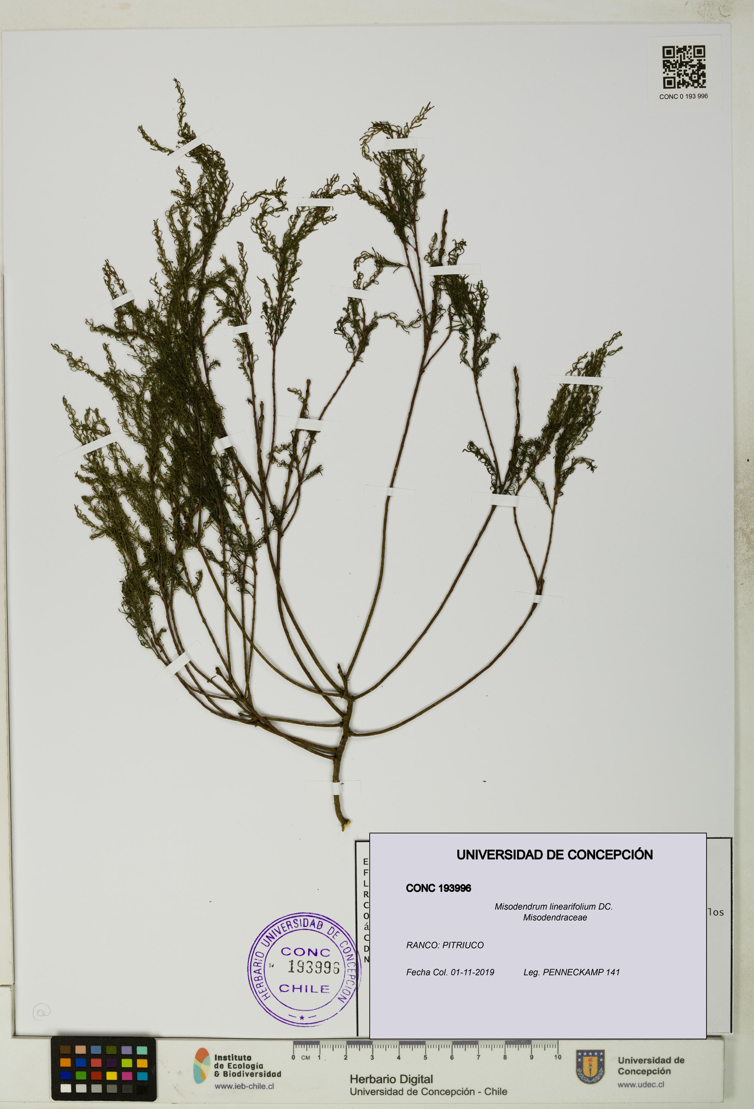 Misodendrum linearifolium [Espécimen: UDEC:CONC:0193996]