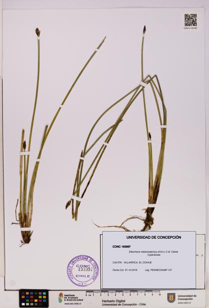 Eleocharis melanostachys [Espécimen: UDEC:CONC:0193997]