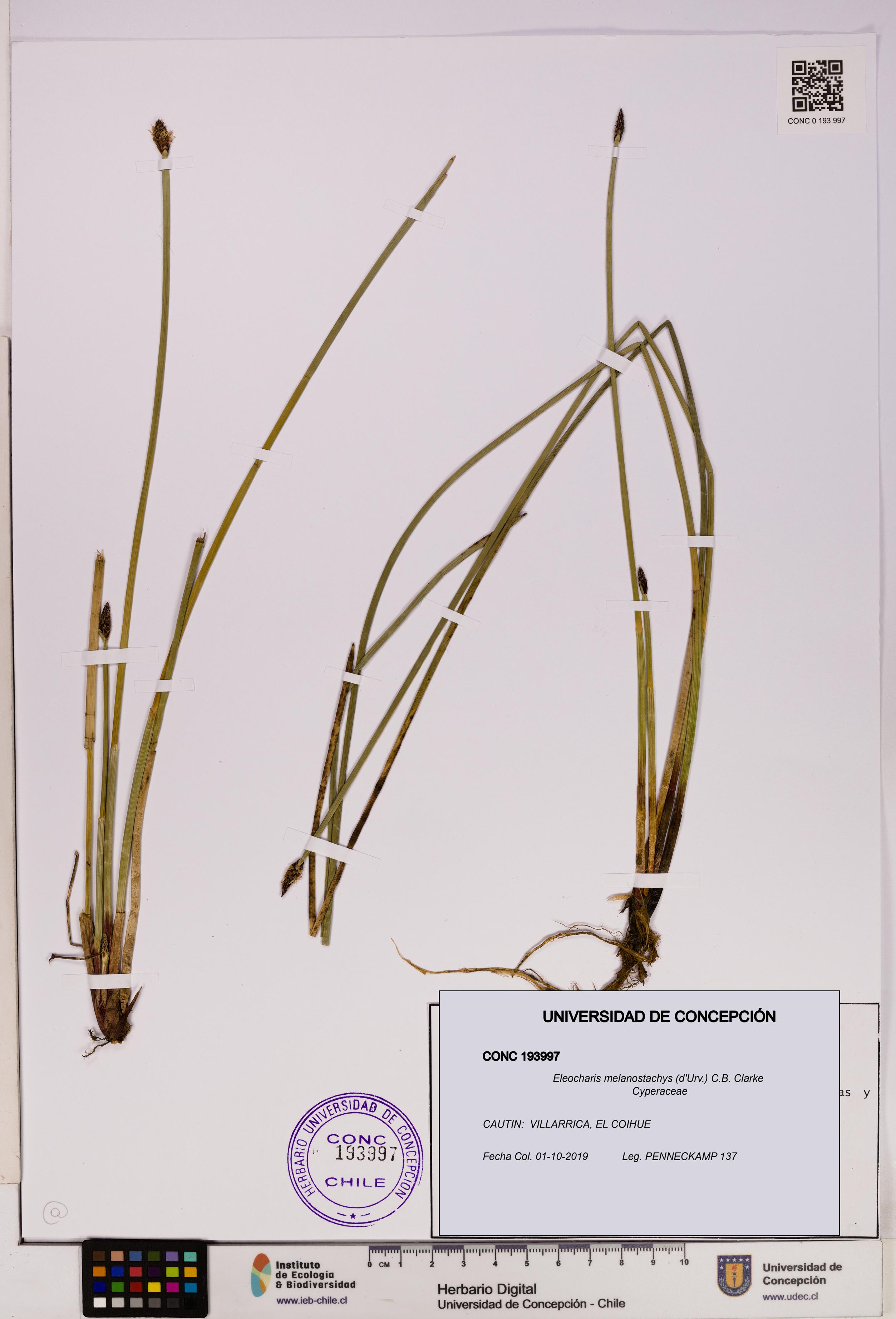 Eleocharis melanostachys [Espécimen: UDEC:CONC:0193997]
