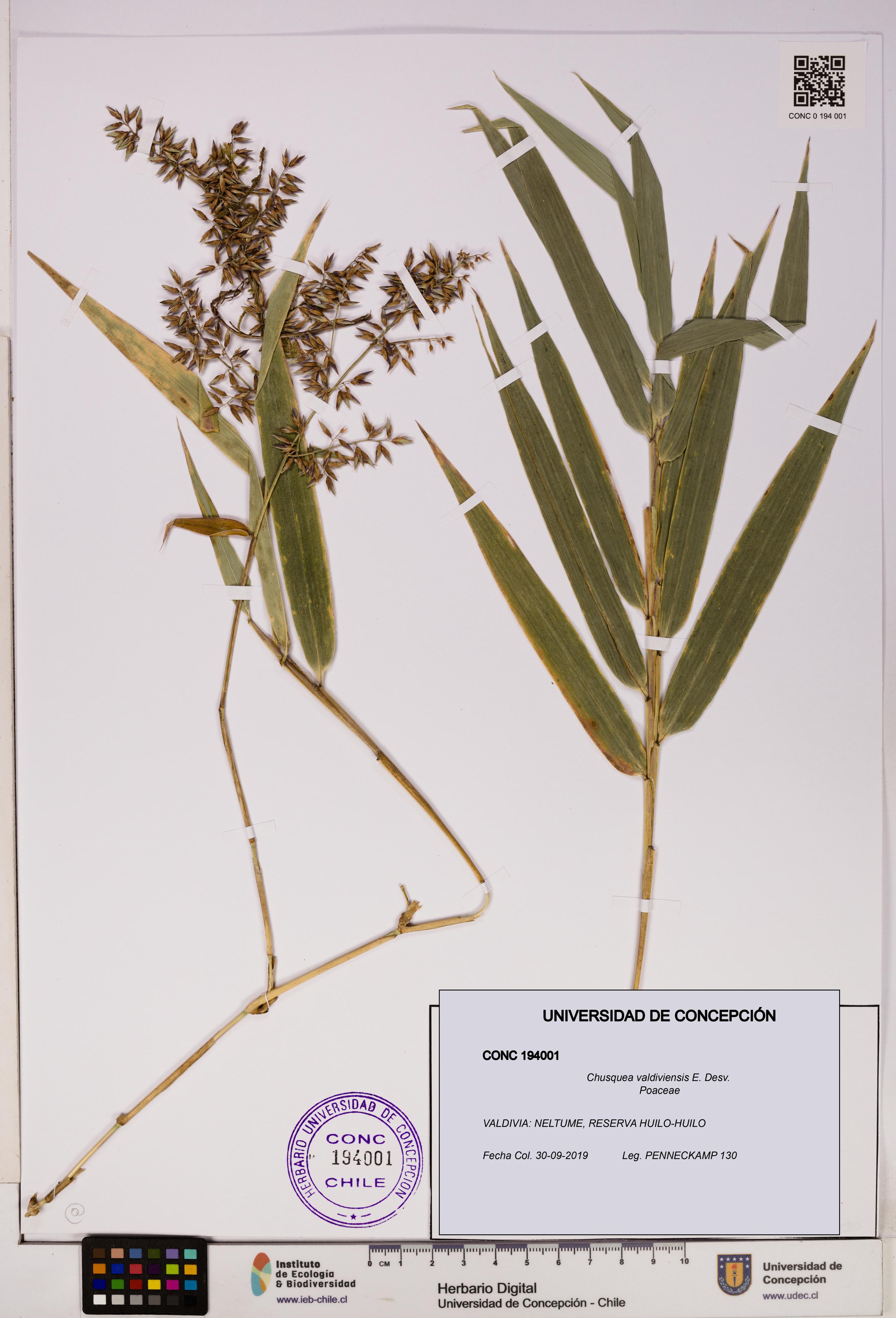 Chusquea valdiviensis [Espécimen: UDEC:CONC:0194001]
