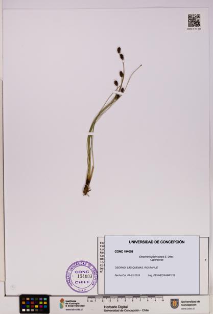 Eleocharis pachycarpa [Espécimen: UDEC:CONC:0194003]