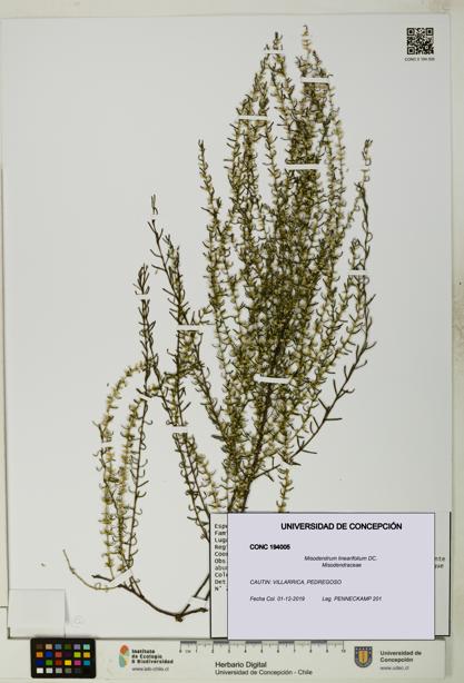 Misodendrum linearifolium [Espécimen: UDEC:CONC:0194005]