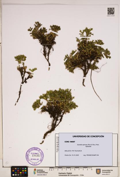 Azorella spinosa [Espécimen: ]
