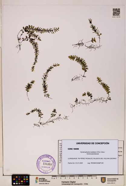 Hymenophyllum peltatum [Espécimen: ]