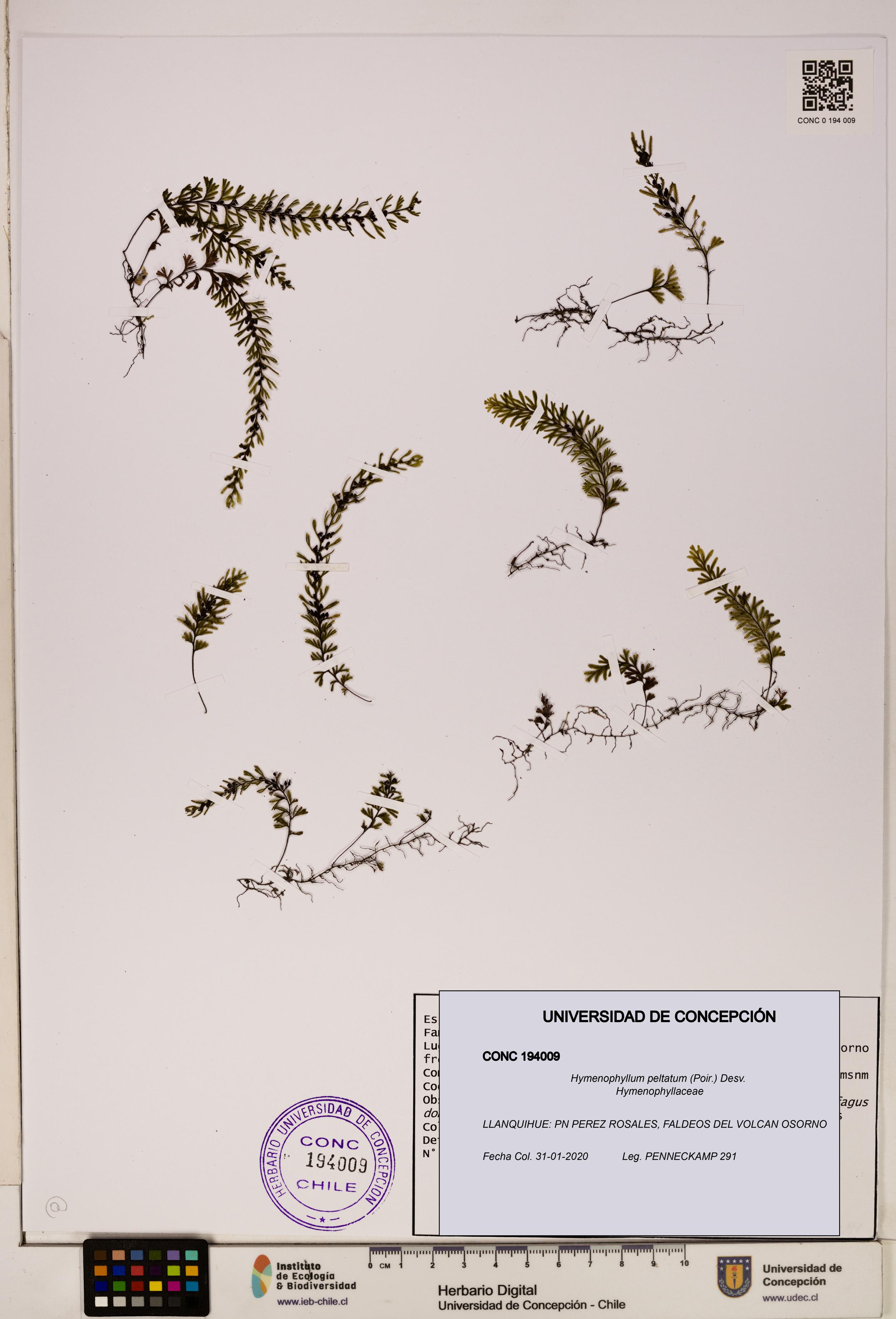Hymenophyllum peltatum [Espécimen: ]