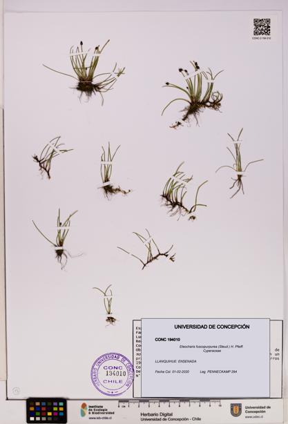 Eleocharis fuscopurpurea [Espécimen: UDEC:CONC:0194010]
