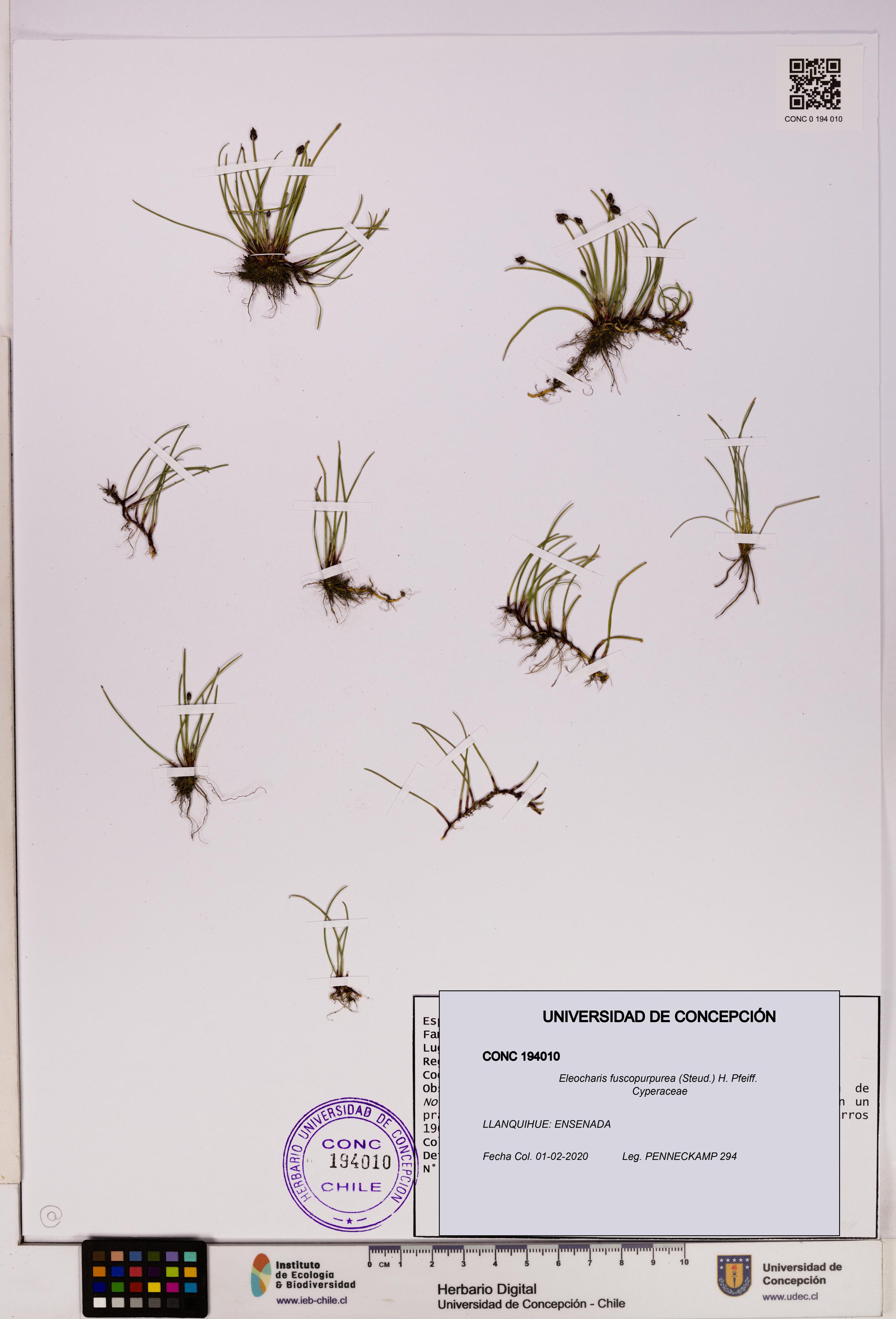Eleocharis fuscopurpurea [Espécimen: UDEC:CONC:0194010]