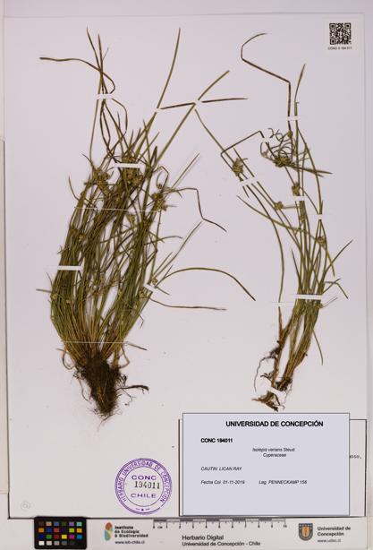 Isolepis varians [Espécimen: UDEC:CONC:0194011]