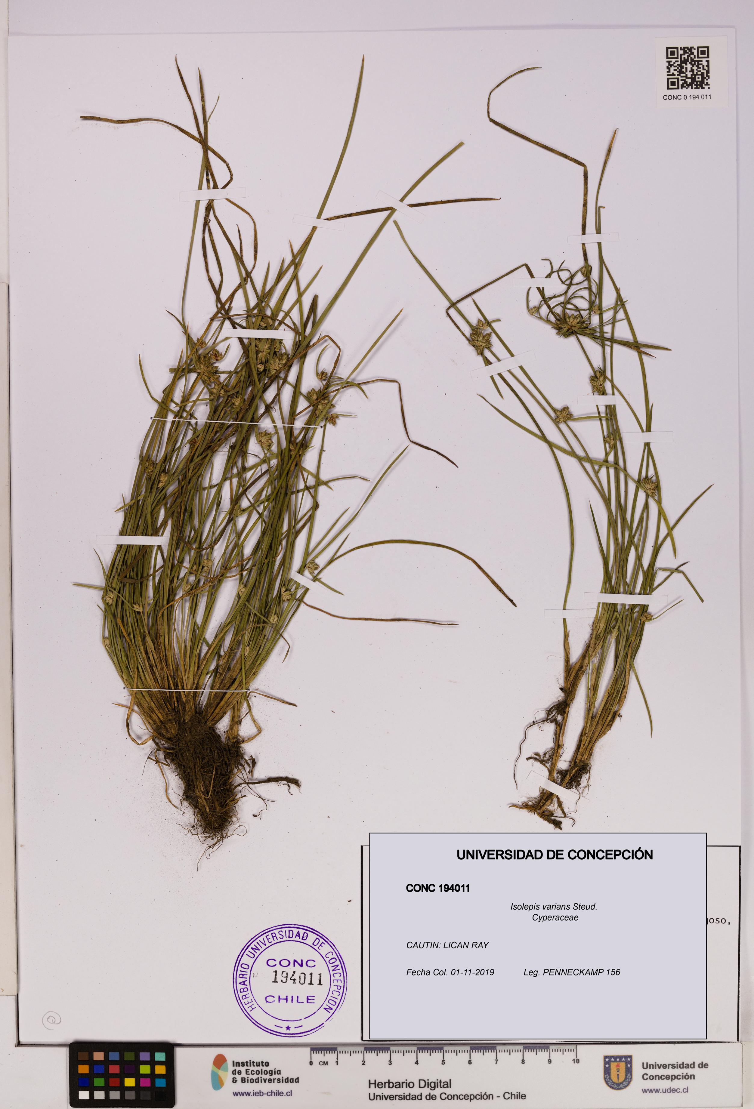 Isolepis varians [Espécimen: UDEC:CONC:0194011]