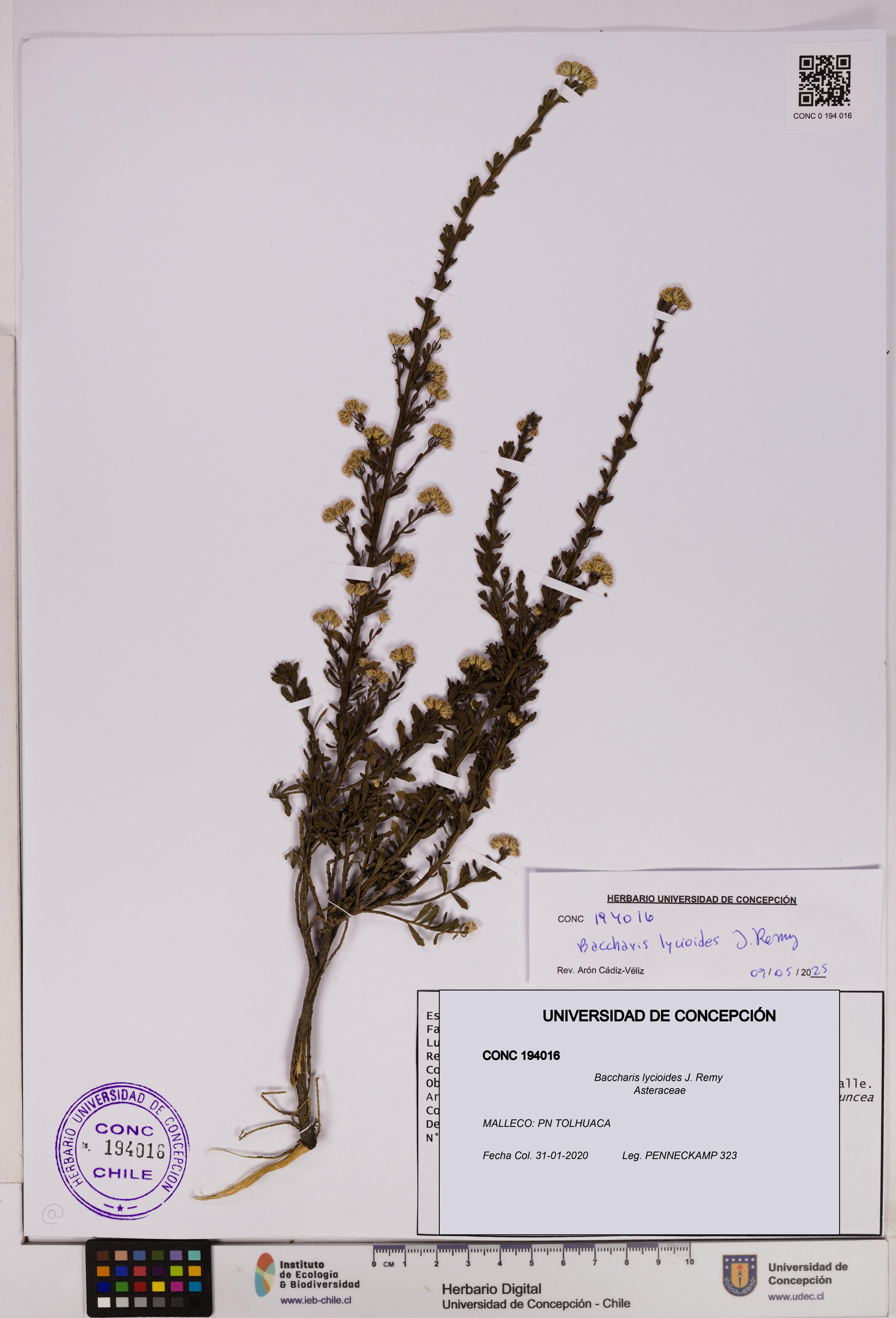 Baccharis lycioides [Espécimen: UDEC:CONC:0194016]