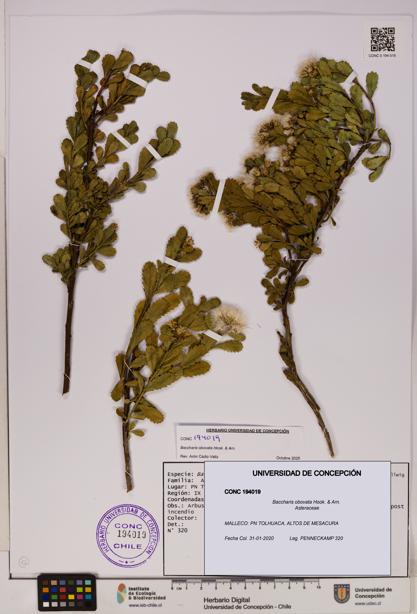 Baccharis obovata [Espécimen: UDEC:CONC:0194019]