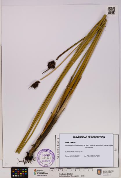 Schoenoplectus californicus var. tereticulmis [Espécimen: UDEC:CONC:0194021]