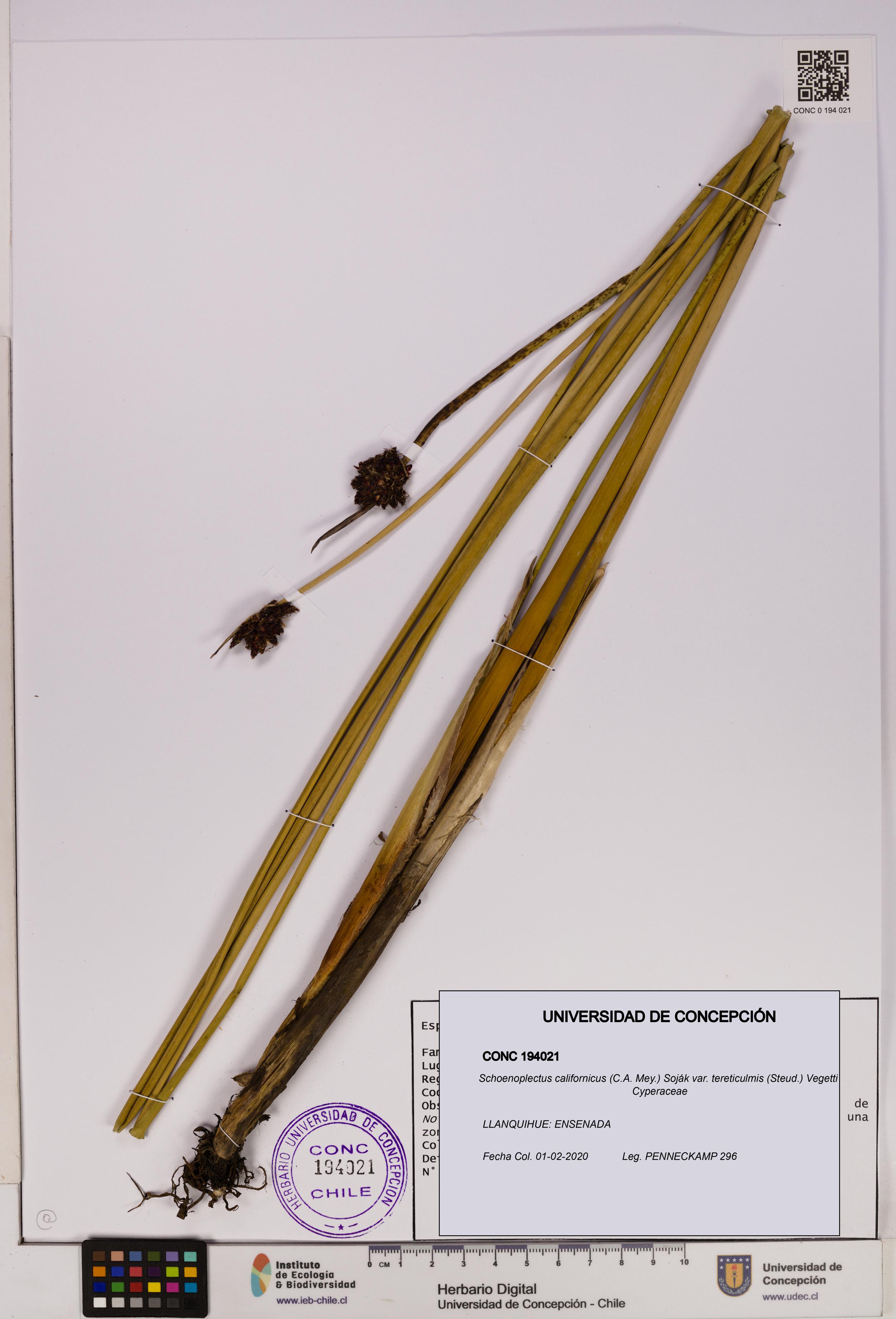 Schoenoplectus californicus var. tereticulmis [Espécimen: UDEC:CONC:0194021]