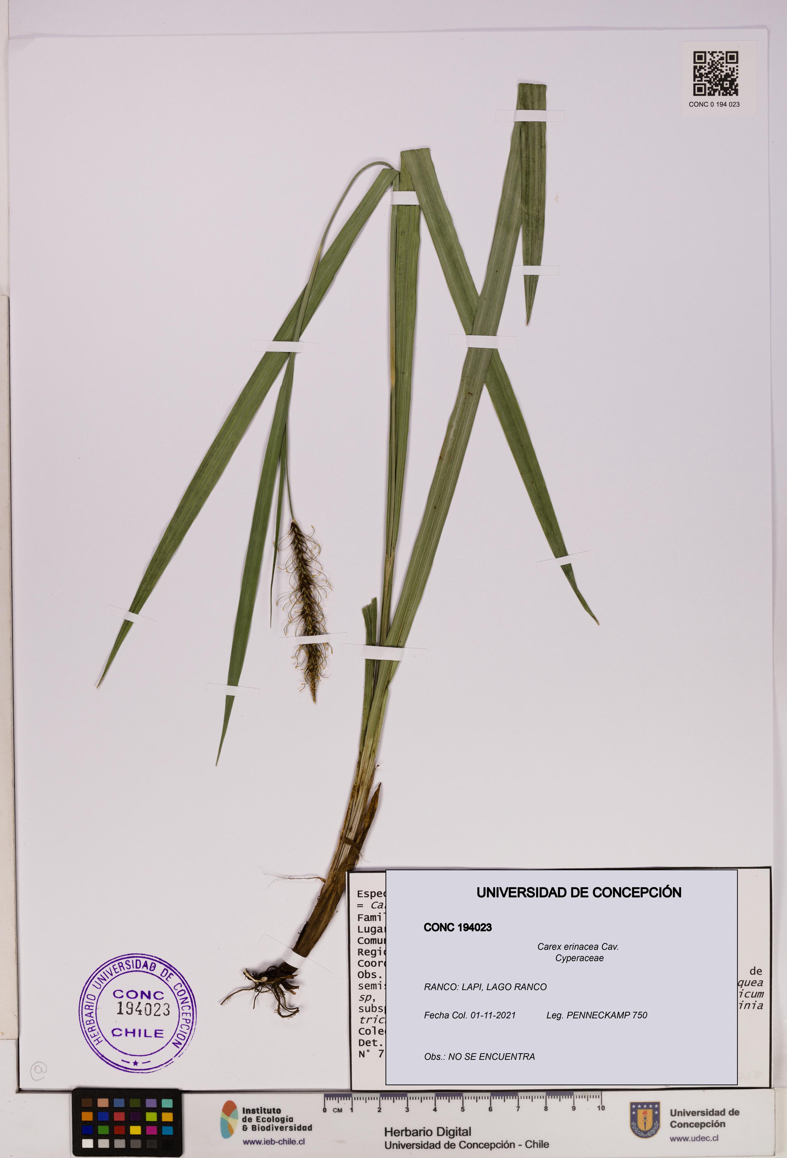 Carex erinacea [Espécimen: UDEC:CONC:0194023]