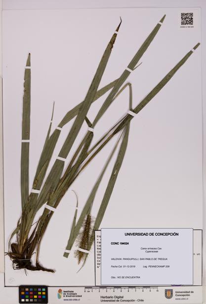Carex erinacea [Espécimen: UDEC:CONC:0194024]
