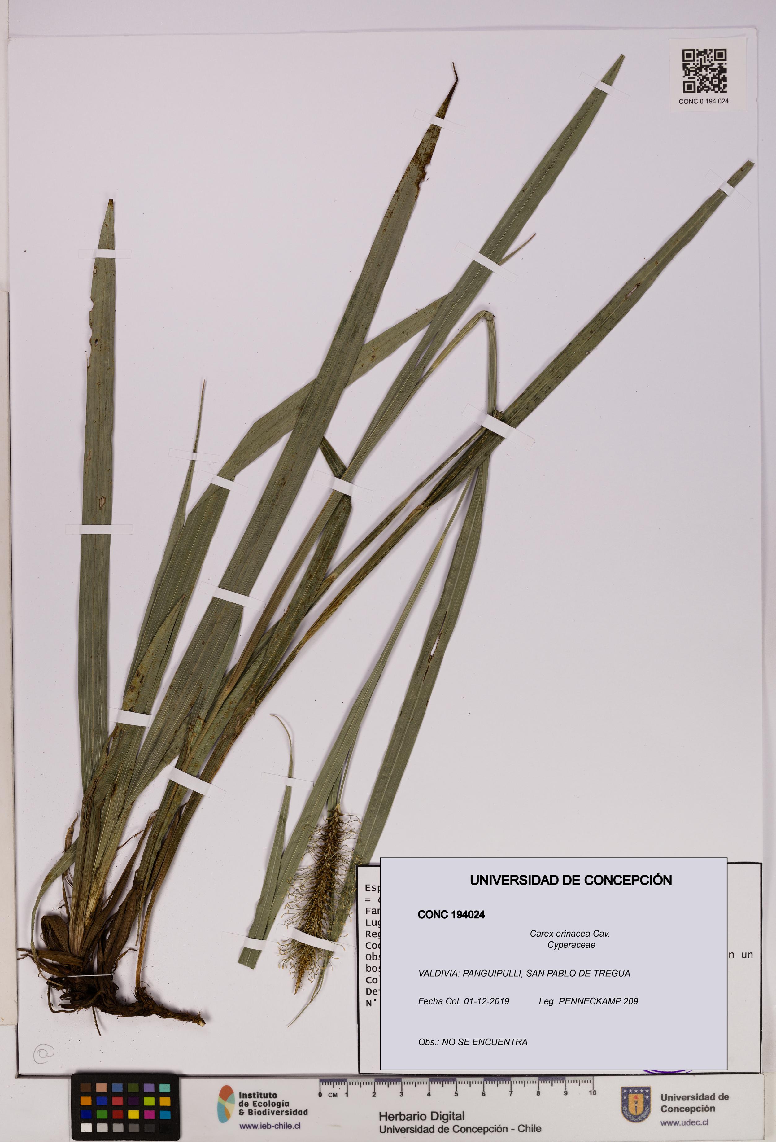 Carex erinacea [Espécimen: UDEC:CONC:0194024]