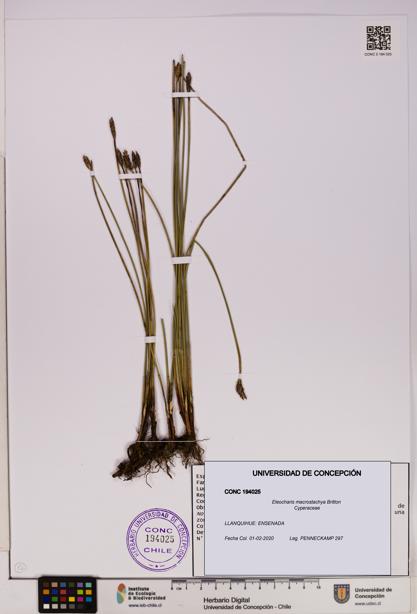 Eleocharis macrostachya [Espécimen: UDEC:CONC:0194025]