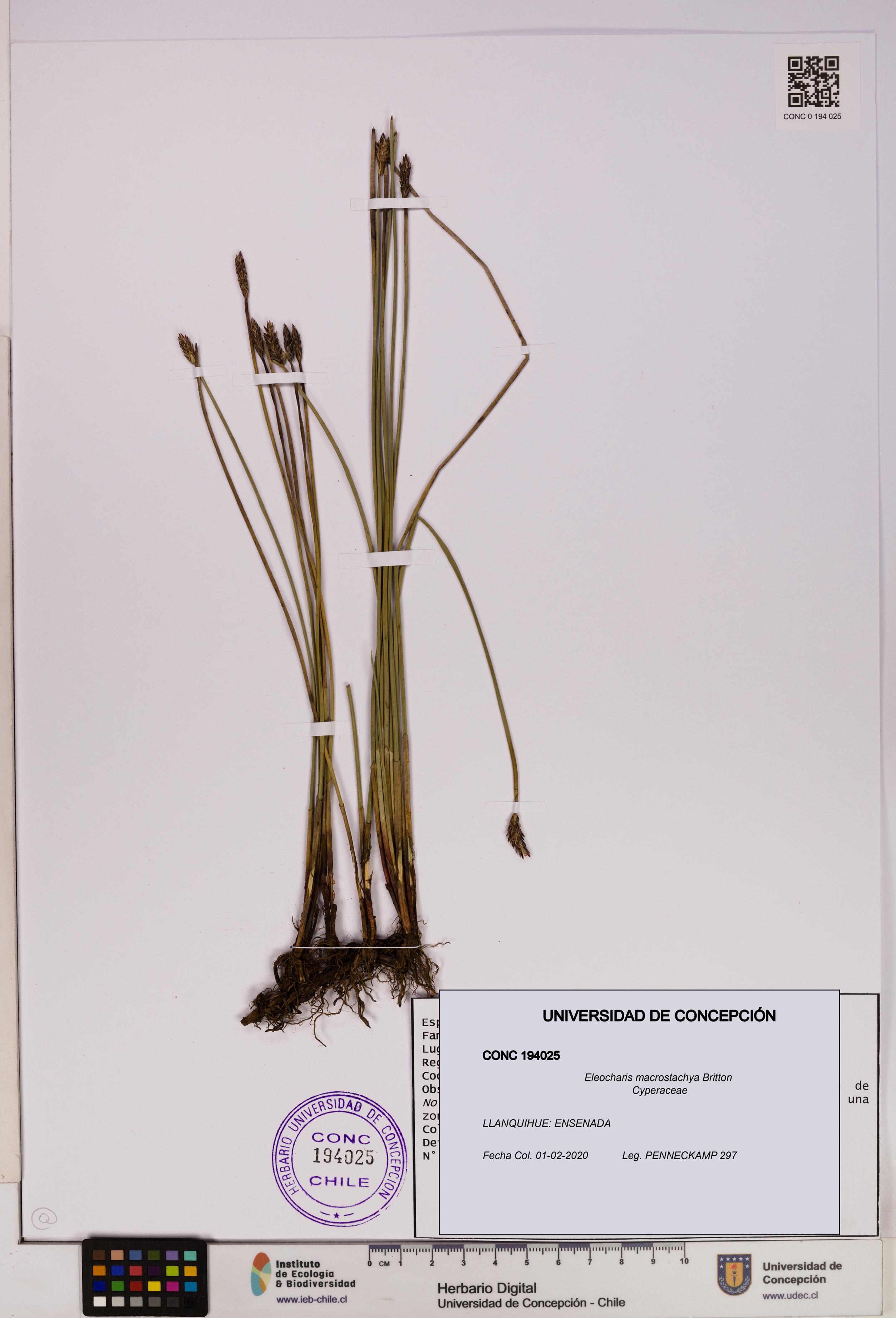 Eleocharis macrostachya [Espécimen: UDEC:CONC:0194025]