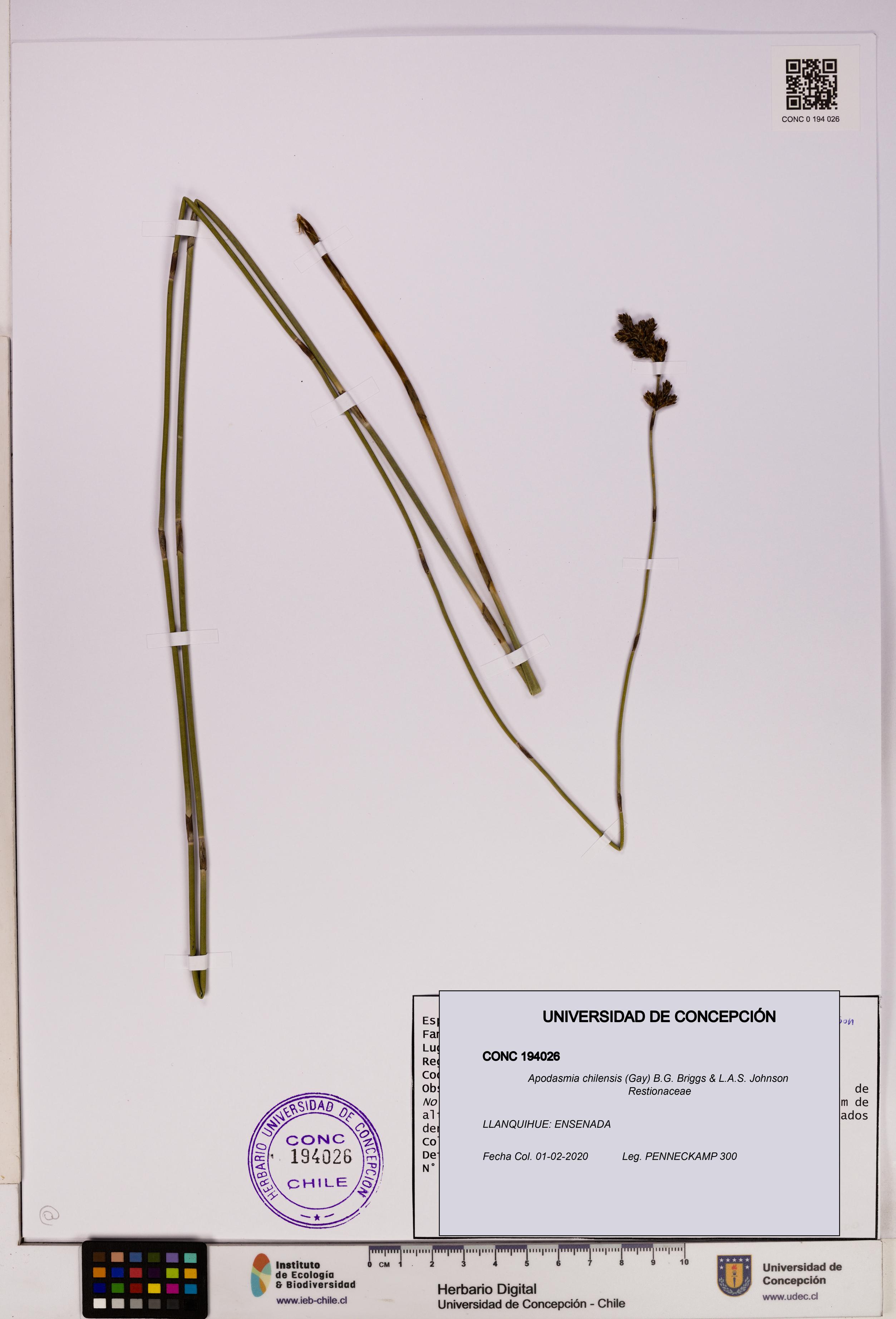 Apodasmia chilensis [Espécimen: UDEC:CONC:0194026]