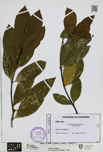 Gomortega keule [Espécimen: UDEC:CONC:0194027]