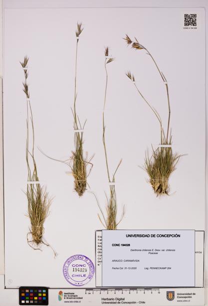 Danthonia chilensis [Espécimen: UDEC:CONC:0194028]