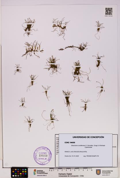 Eleocharis cordillerana [Espécimen: UDEC:CONC:0194030]