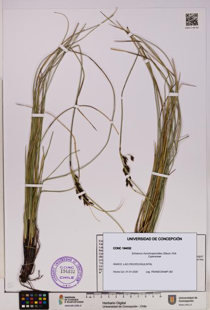 Schoenus rhynchosporoides [Espécimen: UDEC:CONC:0194032]