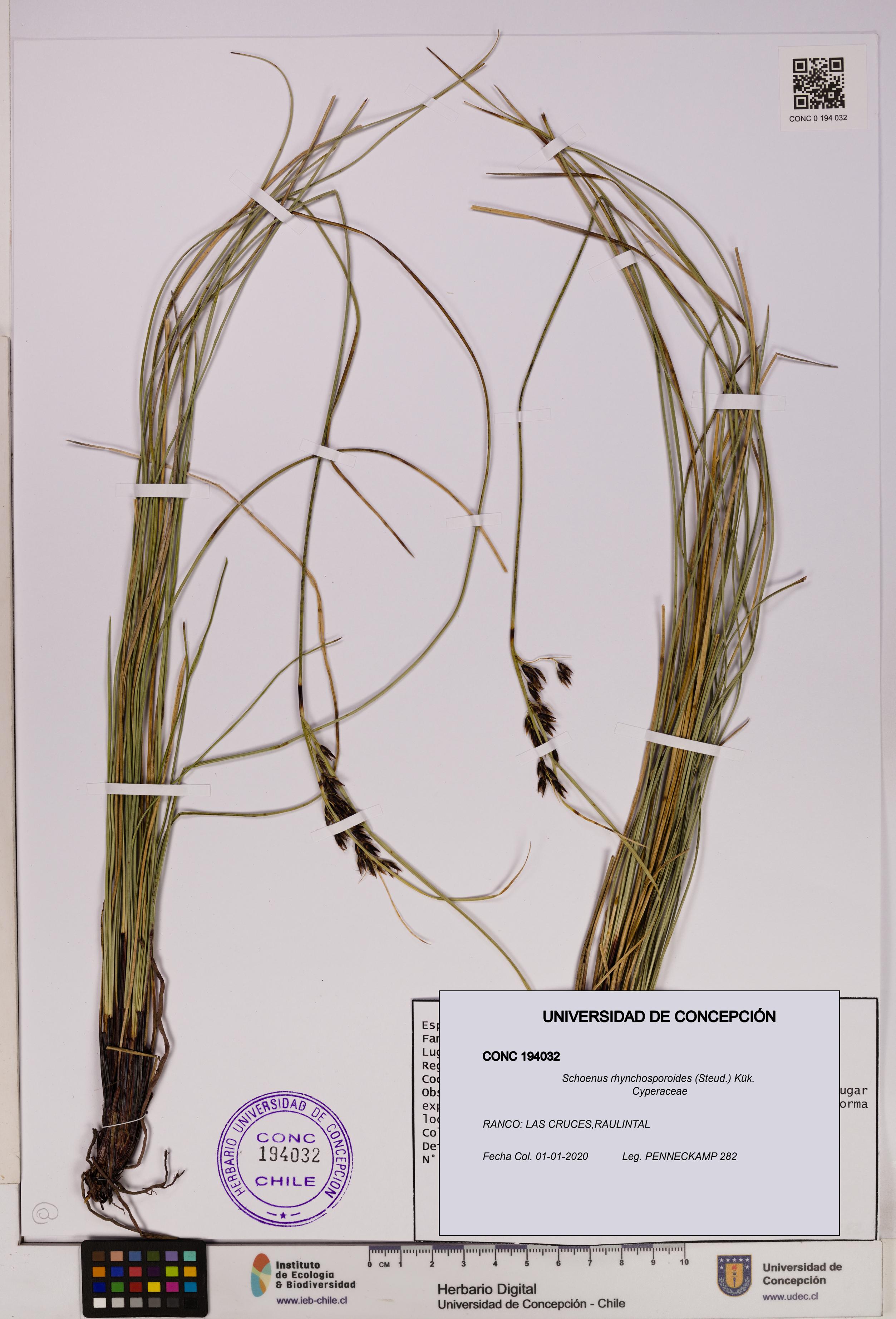 Schoenus rhynchosporoides [Espécimen: UDEC:CONC:0194032]