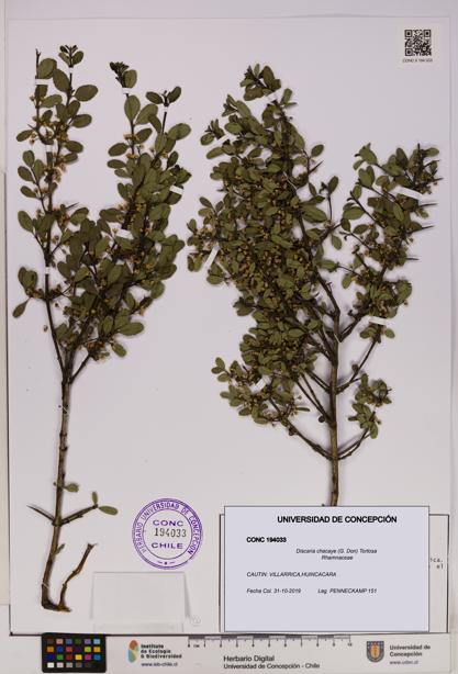 Discaria chacaye [Espécimen: UDEC:CONC:0194033]