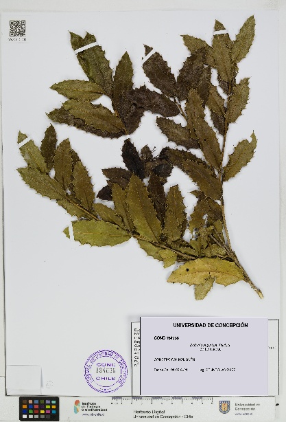 Berberis negeriana [Espécimen: UDEC:CONC:0194036]