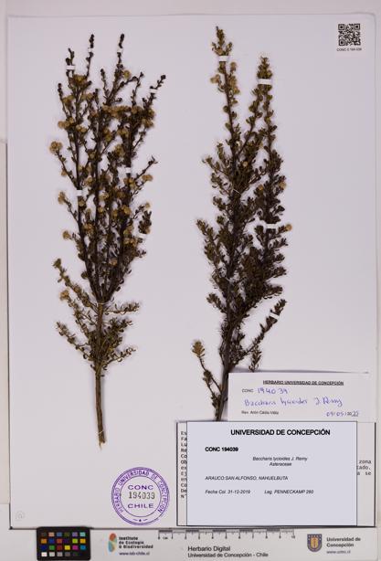 Baccharis lycioides [Espécimen: UDEC:CONC:0194039]