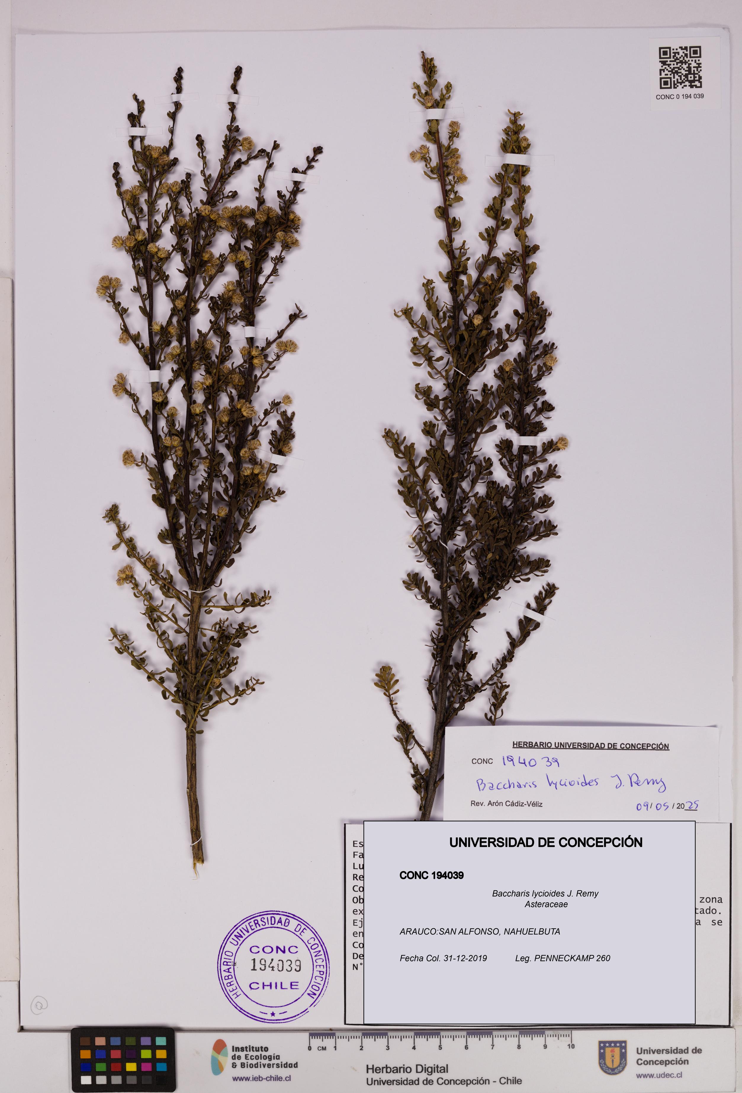 Baccharis lycioides [Espécimen: UDEC:CONC:0194039]